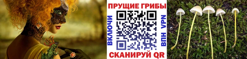 Галлюциногенные грибы Psilocybine cubensis KRAKEN сайт Тырныауз